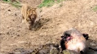 Young male lions are not fearless like this