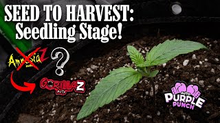 Seed To Harvest Part 2! I Had To Replace A DUD SEED!