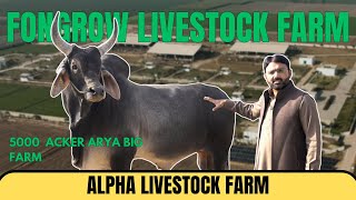 Alpha Livestock Farm at Fongrow Livestock Farm 🌾| Usama Awan #alphalivestock #famgrowlivestock