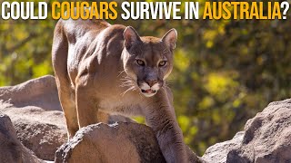 Could Cougars Survive In Australia?