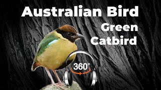 This bird says forget the haters | Green catbird | #Ambisonic #surroundsound #australianbirds