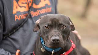Buffalo Animal Shelter Overflowing With Dogs Amidst New Facility Plan