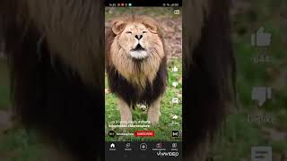 if the cub brush thier teeth song