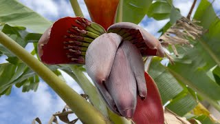 The Blue Java banana, also known as the ice cream banana