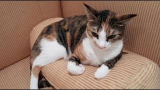 Funny cat caption