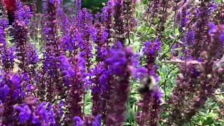 Bumblebees in Slow motion working on the lavender flowers