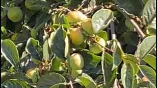 The Garden of Eden🍊🍎🥭🥑Are You Pushing Out Or Drawing In??In This Season 🙏🏾💜💙Bless Up 🙏🏾