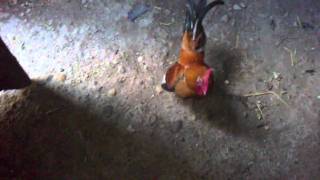 EL POLLO DEL RANGER