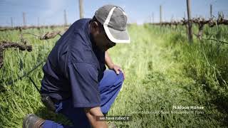 In the Spier Vineyards: Part 3 - "It all depends on this"