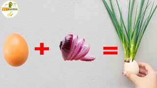 If You Have Egg Shells And Onions In The House, Try This Easy Onion Growing Recipe For Beginners
