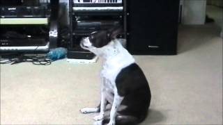 Sundae Reacts to iPad Ringtones