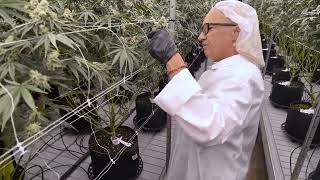 From Seed to Sensation: The Story of Raspberry Punch  | Trulieve Seed Origins