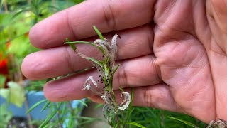 I Tried One Spray and My Garden Started Falling Apart 💀