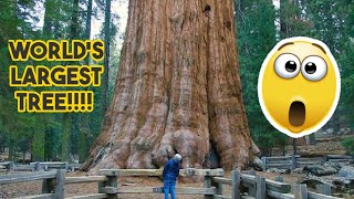 World's Largest tree!!! | General Sherman | Overview