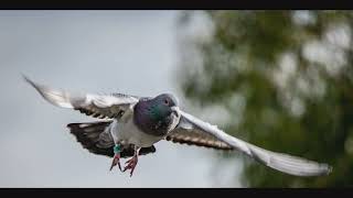 beating your competition at pigeon racing