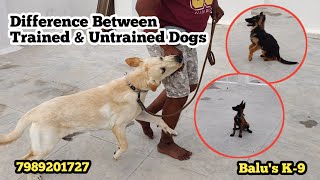 Difference between Trained & Untrained Dogs @BalusK9Dogtraining #support