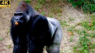 Unusual Scene: Gorilla Enjoying Carrot - Wildlife Explorer