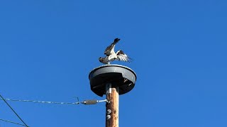 Osprey on a hillside | July 27, 2025