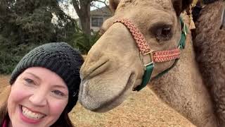 10 Minutes of Funniest Animals😂 Best Animal Videos😅