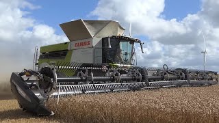 Massive Wheat Harvest 2025 | Claas Lexion 8900 + 50ft MacDon FD250 Header in Action