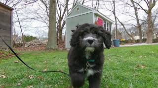 Bailey the Amazing Dog