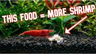 Your SHRIMP Are Hungry (Here's What to Feed Them) 🦐