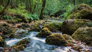 Relaxing Stream Sounds with Ambient Music | 3 Hours | Music for Sleep or Focus.