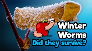 Checking in on the worms after a cold winter outside