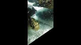 Jaguar cichlid fry