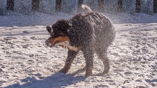 Bernese Mountain Dog 1
