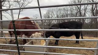 Rufus The Bull is live!