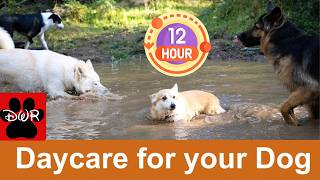 Daycare for your dog 🐶🐕🐩  Keep your dog busy while you are away or entertained while you cuddle