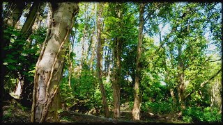 - Bird Song in full effect - Sony ECM G1 - Kamlan 15mm f2.0 - Nex 6 -