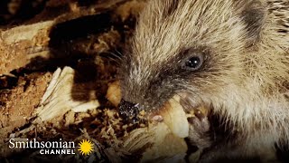 Hedgehogs Will Travel Great Distances at Night for a Meal | Into The Wild New Zealand | Smithsonian