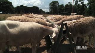 Taking Sheep To School - RFD-TV (Tim Blain)