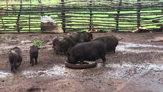 Wild Boars