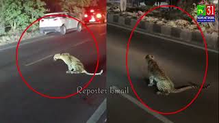 NATIONAL HIGHWAY 44 PR NAMALUM GADI KI TAKKR SE EK LEOPARD ZAKHMI