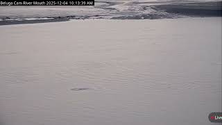 2025-12-04 Entrance @alaskawildlifealliance Kenai River Mouth BelugaCam
