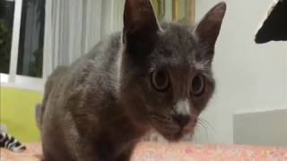 O MEIGALLO DA GATA LUA