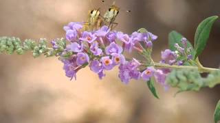 'Summer Girl' by Craig Ruhnke (1974)