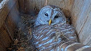 Female Barred Owl Glances Towards The Camera While Incubating | April 7, 2026