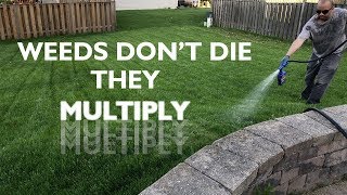Attempting to Kill Dandelions and Other Weeds!  Part 2