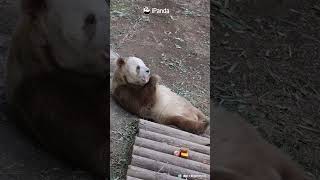 Who's Jealous? Not Gonna Say It | iPanda #shorts