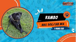 Bull dog/lab mix🐶🦮Off leash Dog Training / Obedience Training 🦮🐶