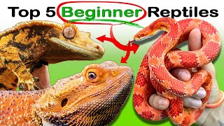 The 5 Easiest Reptiles You Can Own (No Experience)