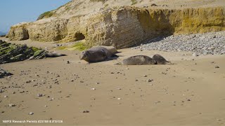 How Elephant Seals Are Teaching Us About the Ocean