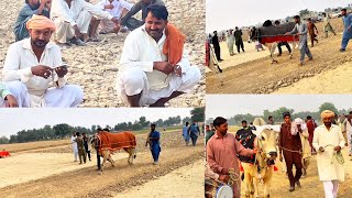 نیو بیل ریس اڈا خانیوال 30/10/2025 mela malak ustad Kaswar Akhtar or Bali Cheena ￼
