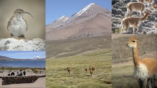 Chile from top to bottom 12