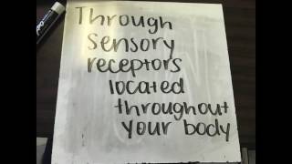 Senses and Perception: Balance