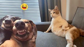 Funny Dog and Cat Videos That Will Make You Laugh Out Loud🤣🐶 NEW Funny Dog and Cat Videos